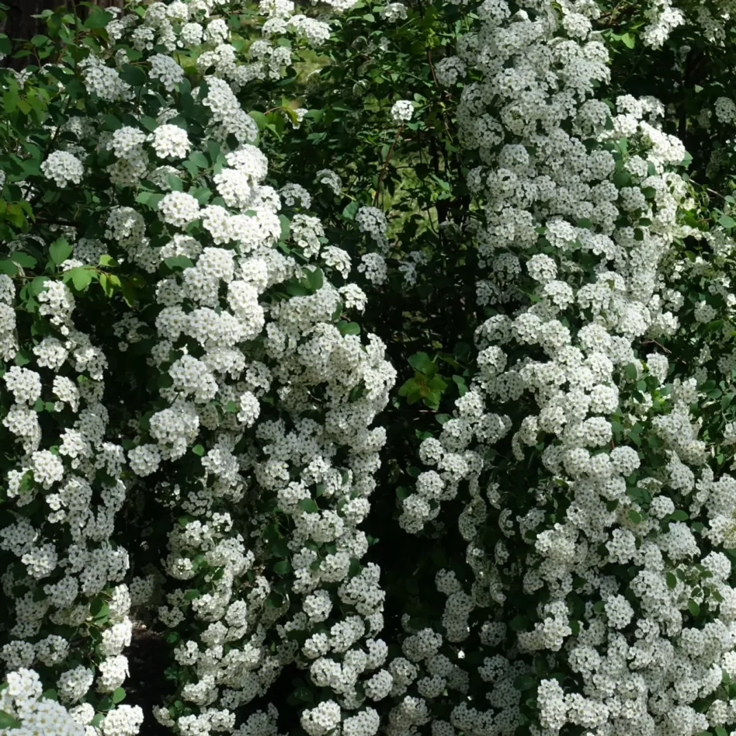 Reeves Spirea