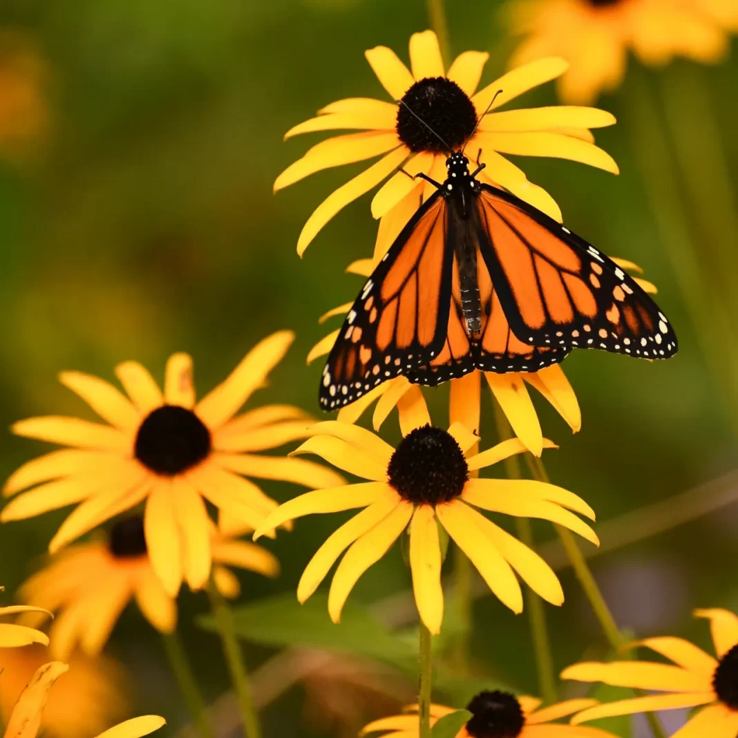 Goldsturm Black-Eyed Susan