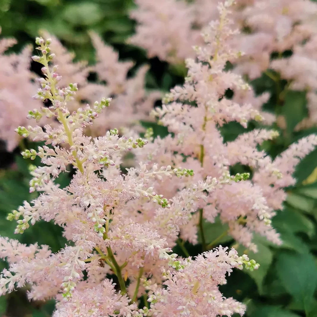 Silvery Pink Younique Astilbe