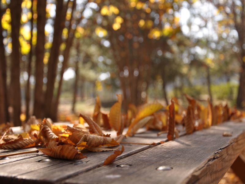 5 fallen-leaves-on-the-table
